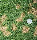 Effects of the Dollar Spot Disease